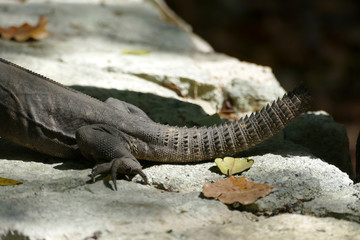 Naklejka na ściany i meble Black Iguana Missing its Tail