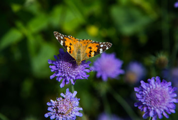 Schmetterling im Bio-Garten