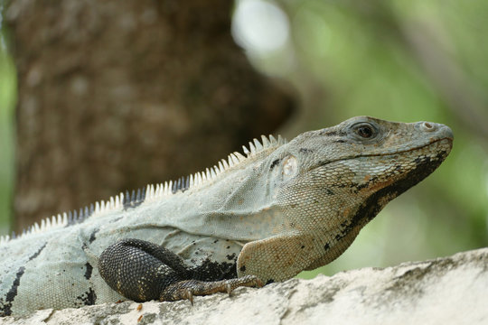 Mexican Spiny Tailed Iguana on Wall
