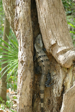 Spiny Tailed Iguana Hiding in a Tree Trunk