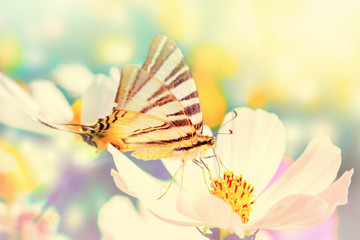 Obrazy na Szkle  Rozmarzone kwiaty kosmosu, motyl przed słońcem. Makro z nieostrością. Pastelowy vintage stonowany. Delikatny, zwiewny zwiewny elegancki artystyczny wizerunek wiosny. Tło karty z pozdrowieniami natury