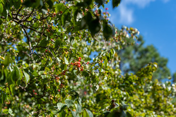 Fruit of cornus officinalis, Japanese cornelian cherry, on the branch