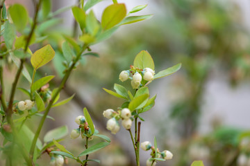 Blueberry Tree and White flower