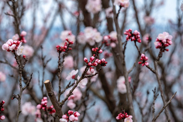 Pink apricot flowers, Armenian plum