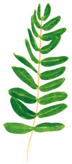 Verzweigen Sie sich mit grünen Blättern, Kraut Majoran, handgezeichnete Aquarellillustration isoliert auf weiß