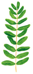 Zweig mit grünen Blättern, Kräutermajoran, handgezeichnete Aquarellillustration einzeln auf Weiß