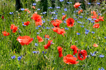 Obraz premium Sommerwiese mit Mohn und Kornblumen