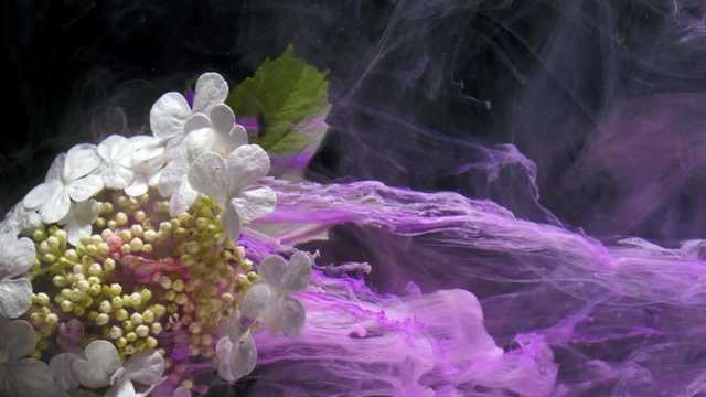 Close up of blooming white flowers of the plant Viburnum opulus (guelder rose, water elder, cramp bark, snowball tree, European cranberrybush).