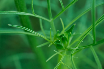 green herbal background, floral background. macro