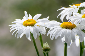 chamomile in the garden - 11