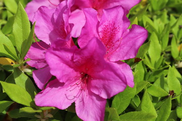 公園に咲く花　ツツジ