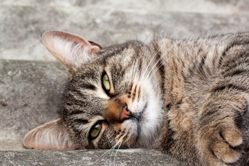 Tabby cat lying on a slate roof and resting