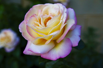 pink rose in the garden