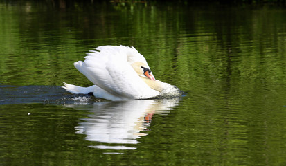 swan