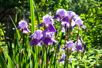 Purple iris flowers on green garden background