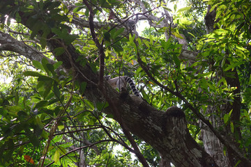 ワオキツネザル