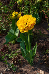 Obraz na płótnie Canvas Yellow tulips in the garden