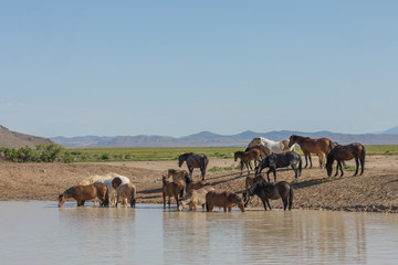 Wild Horses at a Utah Desert Waterhole