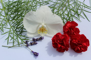 floral flower bloom red orchid