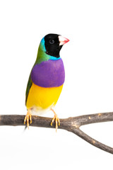 Gouldian finch Bird