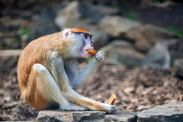 Patas Monkey or Erythrocebus patas eats bread in captivity