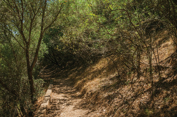 Dirt path in the forest amid bushes and trees