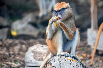 Patas Monkey or Erythrocebus patas eats fruit in captivity