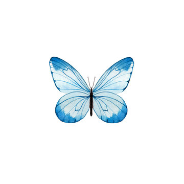 Watercolor butterfly isolated on white