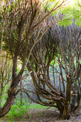 amazing tree with crooked branches in the old forest