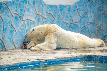 Polar bear or Ursus maritimus in captivity eats meat next to pool