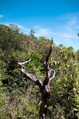 Dry tree in forest in the Brazilian cerrado