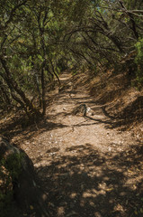 Dirt path in the forest amid bushes and trees