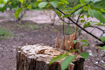 Tree stump in the forest in summer. Side view