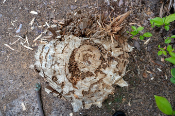 Tree stump in the forest in summer. Top view