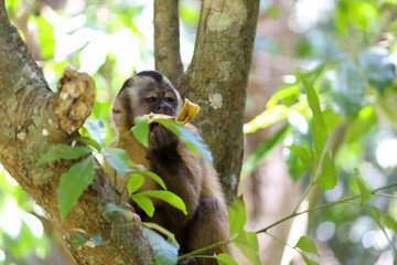 sapajous apella monkey eating banana
