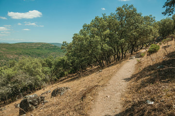 Fototapeta na wymiar Dirt path through forest glade near the Tagus River valley