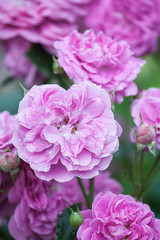 Fototapeta na wymiar pink garden rose flower blossom 