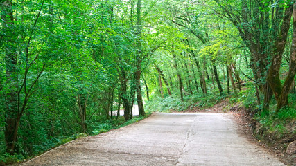Fototapeta na wymiar rural road in the summer forest