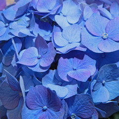 Fleurs d'hortensia bleue	