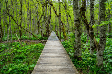 Fototapeta premium Montenegro, Endless wooden walkway path through green unspoiled rainforest nature landscape and mire of biogradska gora national park