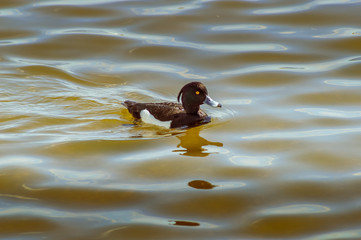A Tufted Duck Swimming On A Lake
