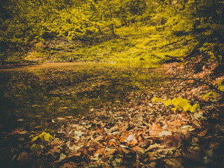 The pond is in autumn bathed in colorful leaves