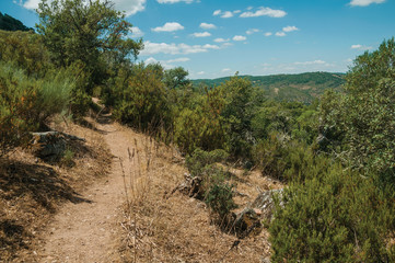 Dirt path through forest glade near the Tagus River valley