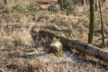 tree felled by beaver