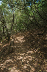 Dirt path in the forest amid bushes and trees