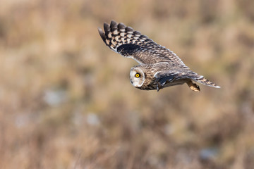 Short-eared Owl