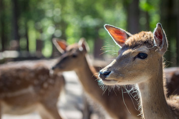 young fallow deer