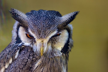 grumpy white-faced owl (otus leucotis)