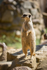 Meerkat is watching (suricata suricatta)