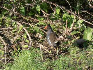 Gallinula chloropus in the swamp